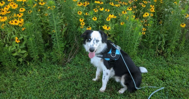 dog and daisies